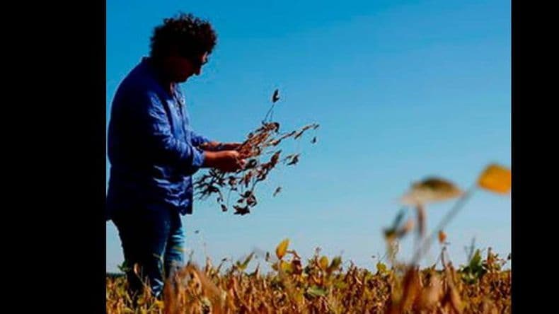 Por la sequía, Pergamino pierde unos 190 millones de dólares del campo