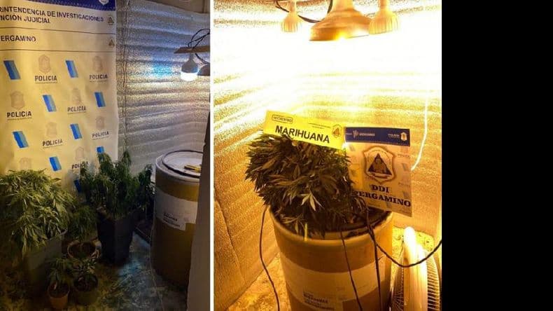 La DDI local secuestró un germinador clandestino de marihuana en una casa