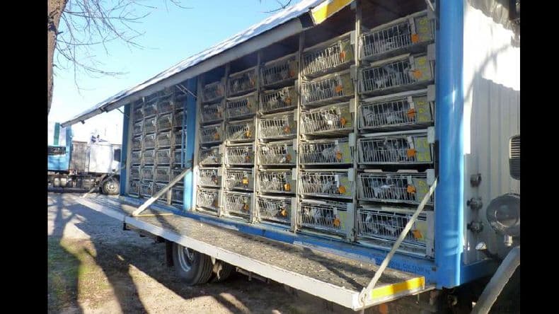 Colombofilia: se disputó desde Santa Rosa el Gran Premio de adultas-mixtas