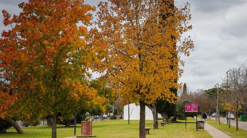 El plan de forestación en Pergamino se afianza con participación y compromiso ciudadano