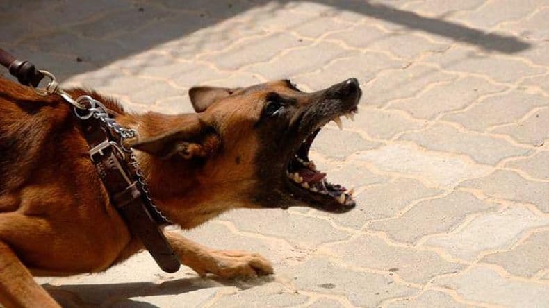 Veterinaria: ¿Cómo actuar ante una mordedura de perros?
