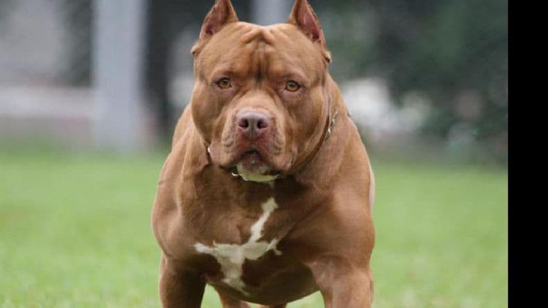Tres Pitbull atacaron a un niño que milagrosamente se encuentra fuera de peligro