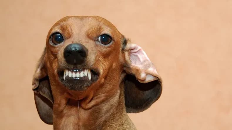 Perros salchichas: la raza más agresiva según un estudio internacional