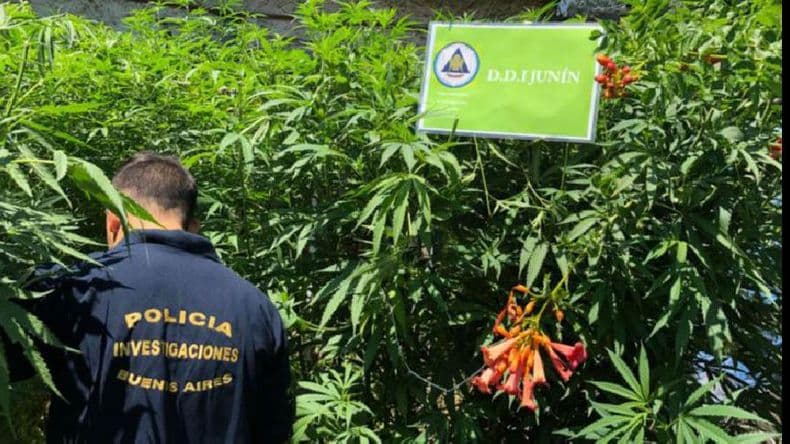 En Rojas secuestran gran cantidad de plantas de marihuana