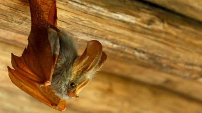 ¿Qué se debe hacer en caso de hallar en la vía pública un murciélago?