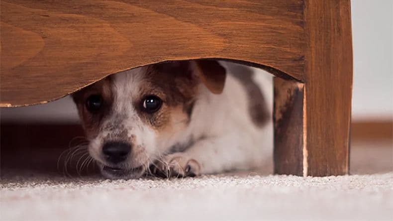 "La gente no toma conciencia": el impacto de la pirotecnia en las mascotas