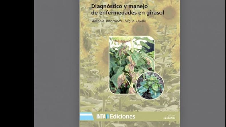Cultivo de girasol: todas las enfermedades en un solo lugar