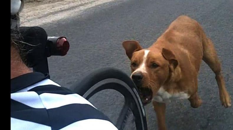 Aumentaron las denuncias por perros mordedores en la calle