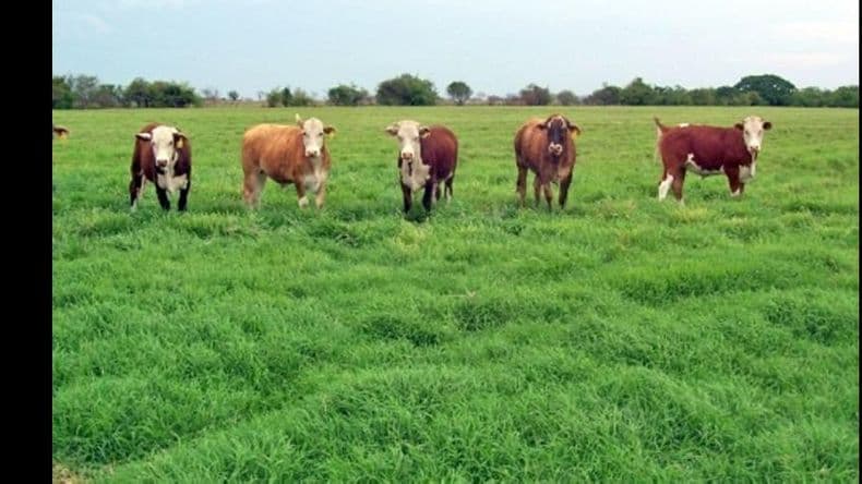 Pasturas: la planificación y el manejo hacen la diferencia
