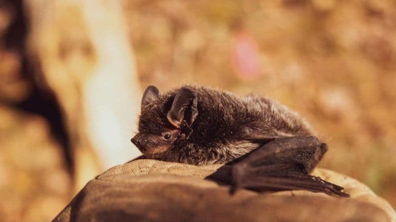Hallaron un murciélago con rabia en un domicilio del barrio Trocha