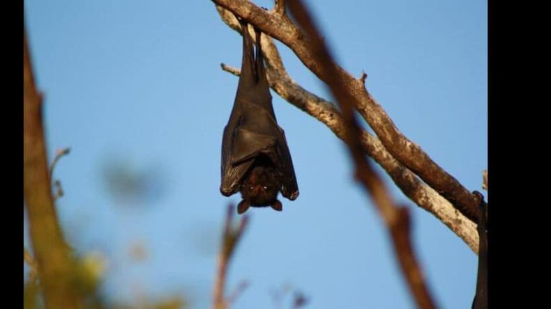 Hallaron un murciélago con rabia en un domicilio del Barrio Acevedo