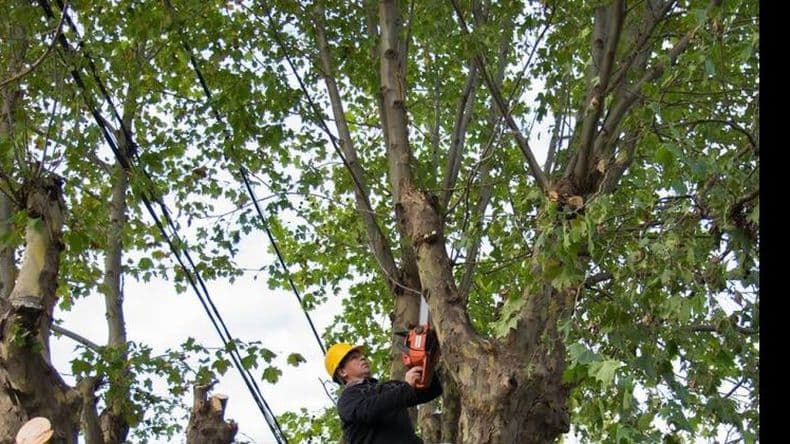 Forestadores y podadores del arbolado se capacitarán para incluirlos en un nuevo registro