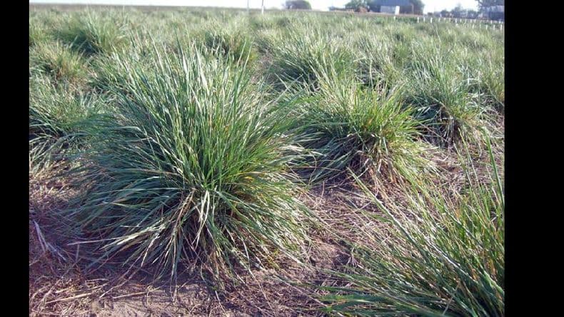 Ranquel Inta: nueva variedad de agropiro alargado