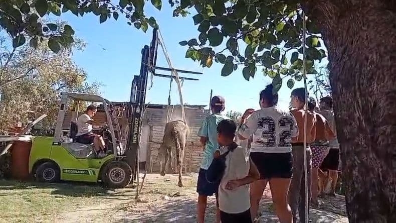 Vecinos del barrio Belgrano rescataron a un caballo que cayó a un pozo sin posibilidad de salir solo
