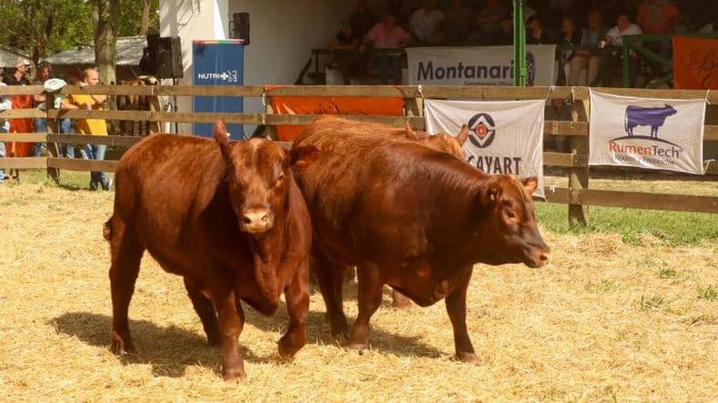 Lo mejor de las cabañas "De Buena Clase" en otro exitoso remate