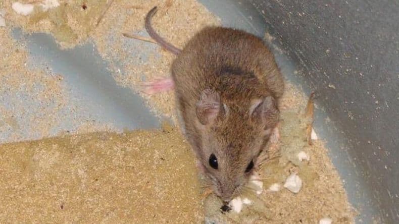 Confirman otro caso de Fiebre Hemorrágica Argentina en la provincia y van 19 en el año