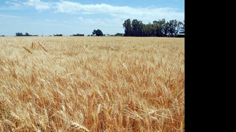 La producción de trigo crecería un 26 por ciento