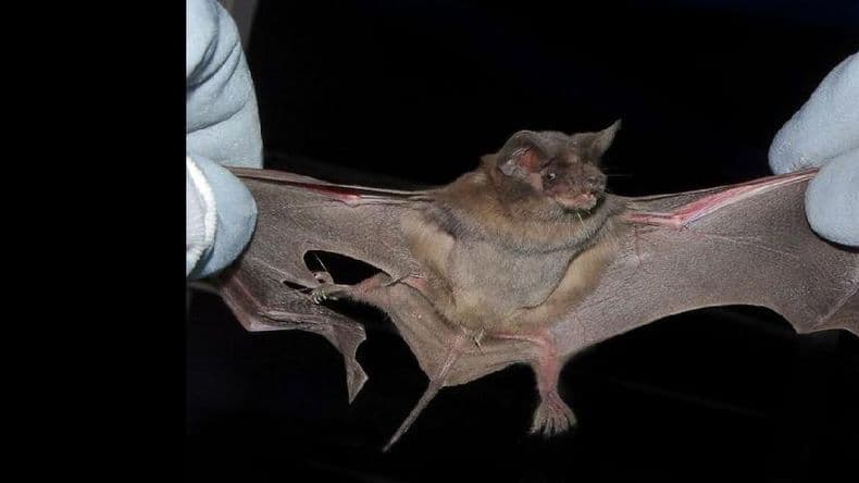 Hallaron un murciélago con rabia en un domicilio céntrico de la ciudad