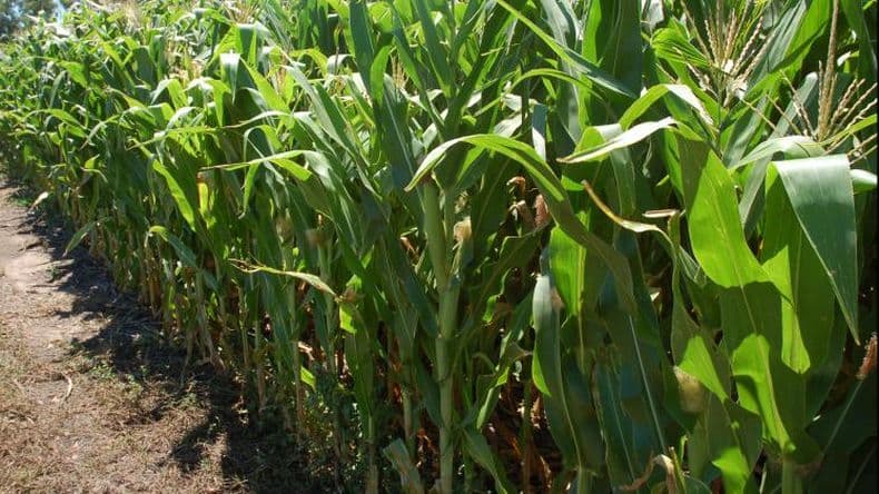 El maíz será el gran cultivo del 2021/2022 en la región, con un 8% más de siembra