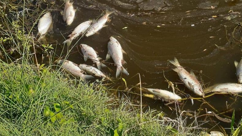 Saneamiento Ambiental investiga la mortandad de peces en el Arroyo Pergamino