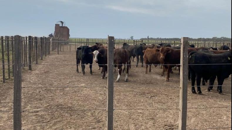 Se enfría el mercado ganadero: menos demanda y clima hostil