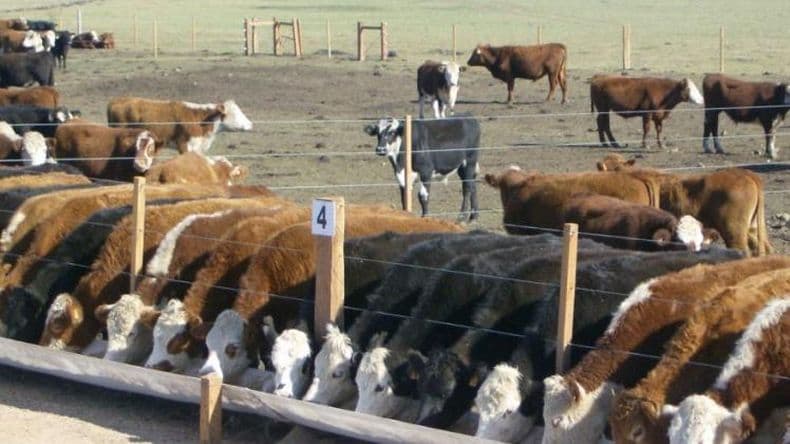Aumenta la participación del feedlot en la oferta de animales para la faena