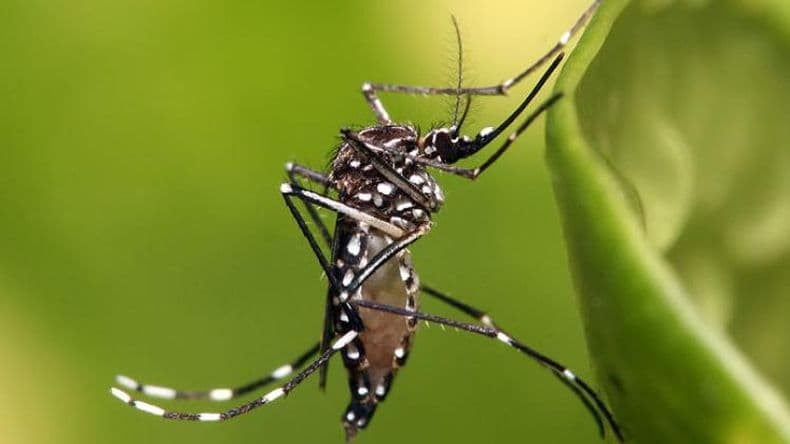 Aumentaron los casos confirmados de dengue en la provincia de Buenos Aires