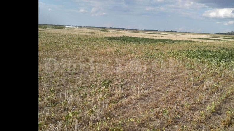 El clima desafía una vez más el presente y las expectativas del campo