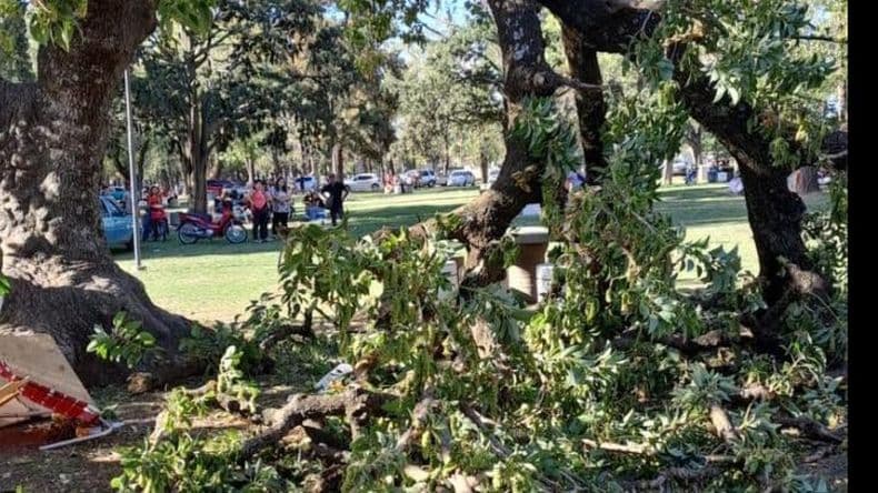 Instan al Municipio a trabajar urgente en el cuidado y mantenimiento del arbolado