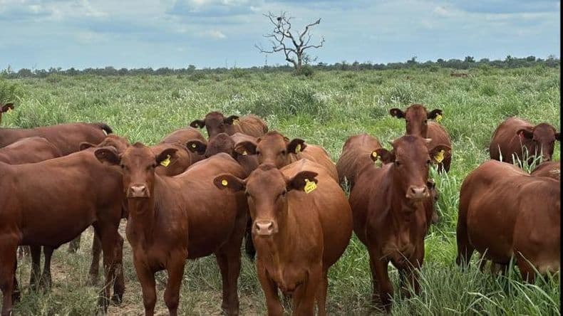 El stock de vientres sin recuperación en medio de un nuevo revés climático
