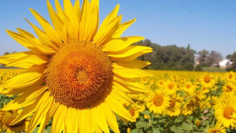 ¿A qué hora empieza la primavera 2022 en Argentina?