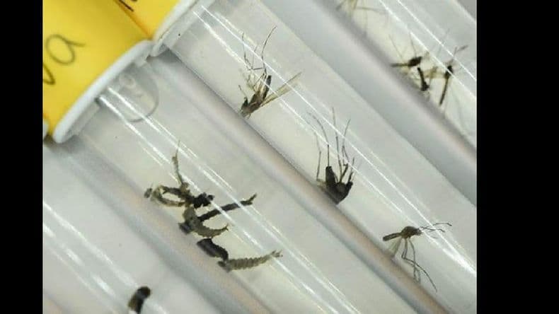 Salud: recorren Pergamino para lograr la prevención del Dengue