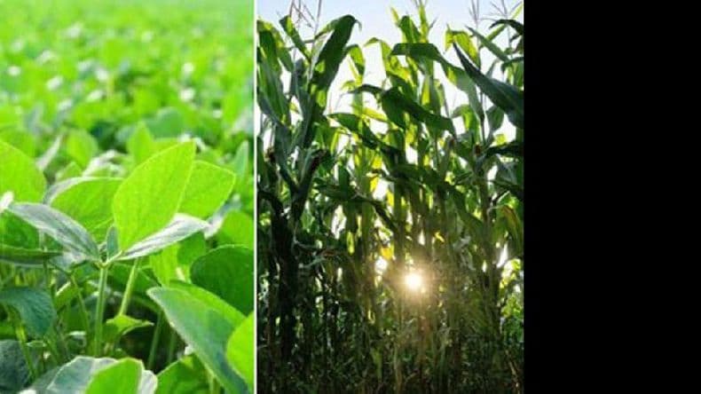 Con un riesgo climático elevado, avanza la campaña agrícola 2018- 2019