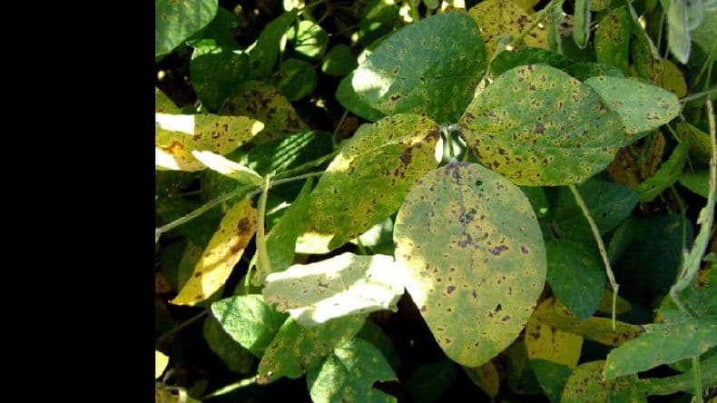 El Inta Pergamino presentó un informe sanitario del maíz y la soja