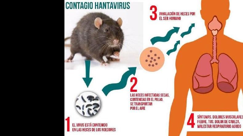 Atento a los casos de hantavirus, el Municipio brinda información