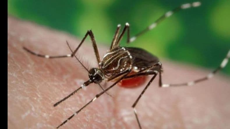 Hay 100 casos de Chikungunya y 10 de dengue en Pergamino