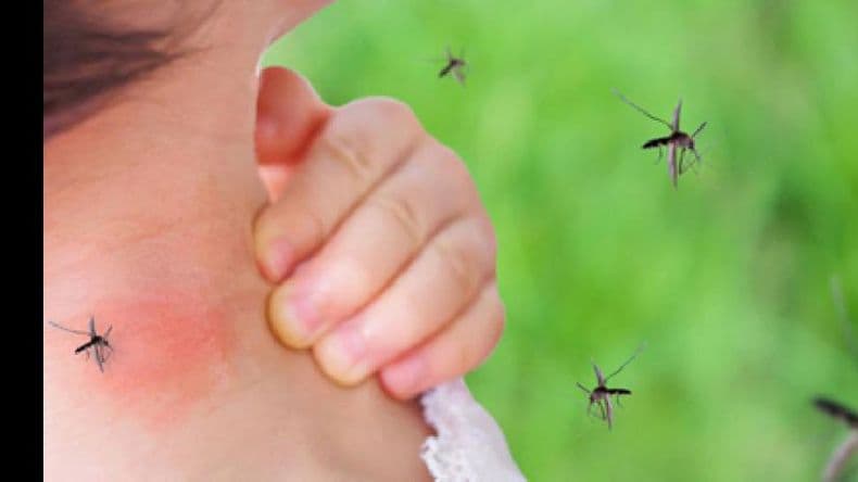 San Nicolás registró 55 casos de dengue en lo que sería el pico máximo de la temporada