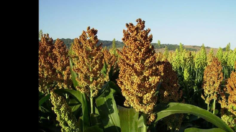 En agosto se realizará el III Simposio Nacional de Sorgo