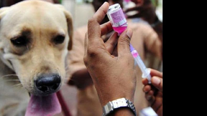 Instan a cumplir con el calendario de vacunas para prevenir la rabia