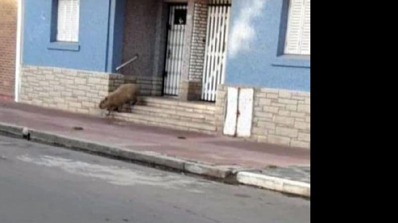 Cuarentena silvestre: ciervos en Tigre, y carpinchos en distintas ciudades del interior