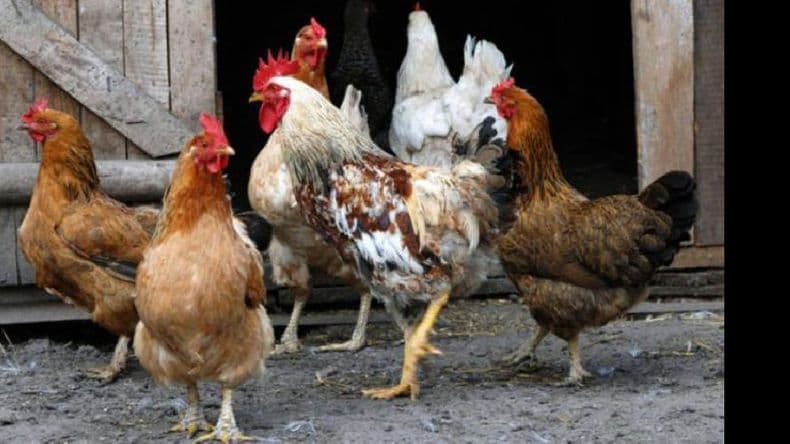 Coronel Pringles: recibió una multa de 40 mil pesos por los ruidos de su gallo