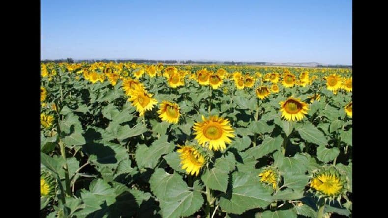 El trigo y el girasol, los destacados de la campaña agrícola 2015/2016