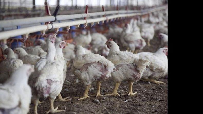Quejas de productores avícolas por la “caída de la rentabilidad”