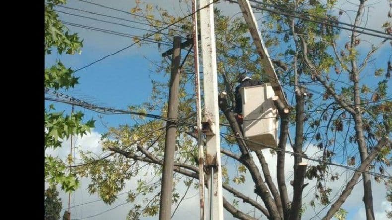 Empresas y entidades energéticas alertan sobre la realización de la poda de manera clandestina e ilegal