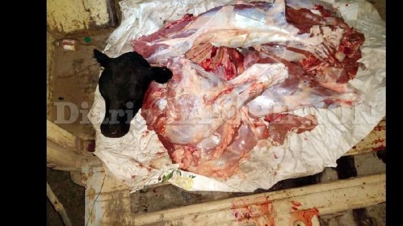 Cuatrerismo: preocupación en campos de la zona de Pinzón
