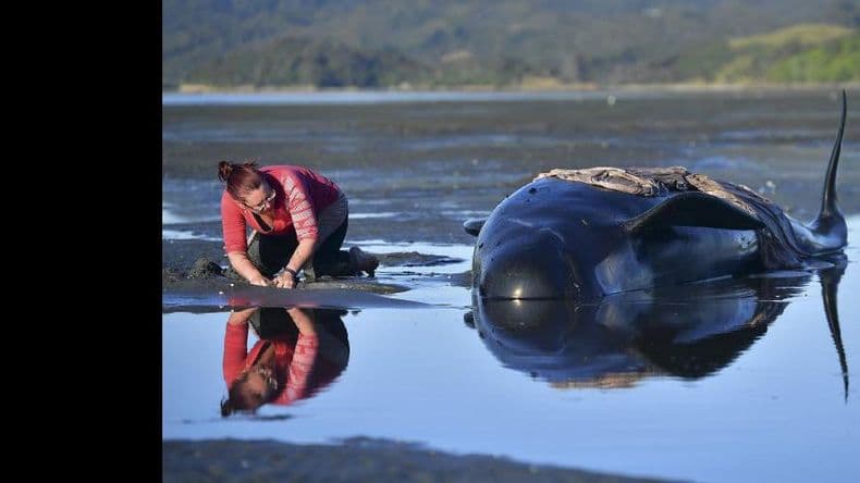 Encallan unas 650 ballenas en Nueva Zelanda