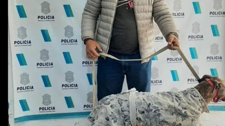 Mar del Plata: desarticularon una carrera de galgos y salvaron once perros