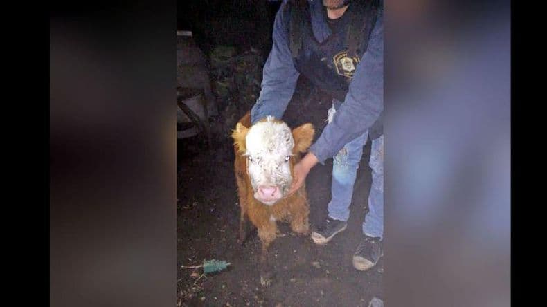 Recuperaron dos terneros que habían sido robados en Rancagua