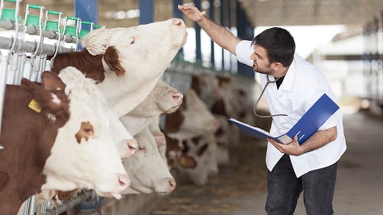 Desafíos del uso de antibióticos en la ganadería