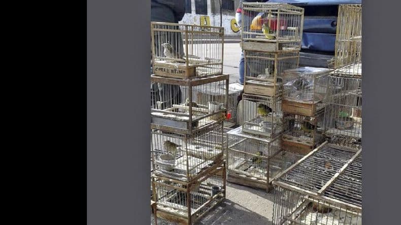 Rescataron a 120 animales que eran comercializados ilegalmente en Pompeya